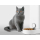 PetKit Fresh Element Solo inteligentny dozownik karmy dla zwierząt - 1328995 - zdjęcie 4